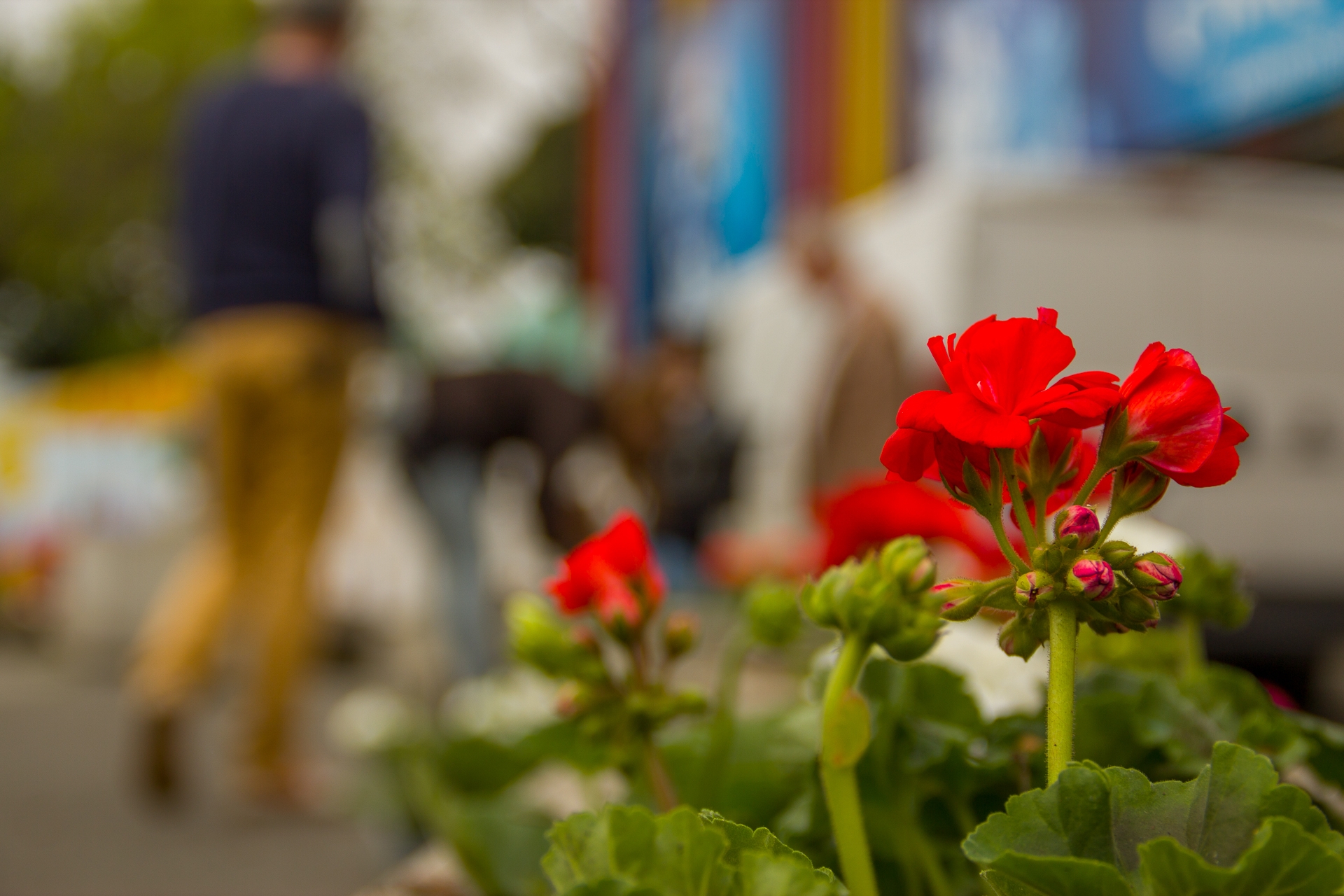 Virágba borult a Fővárosi Nagycirkusz   