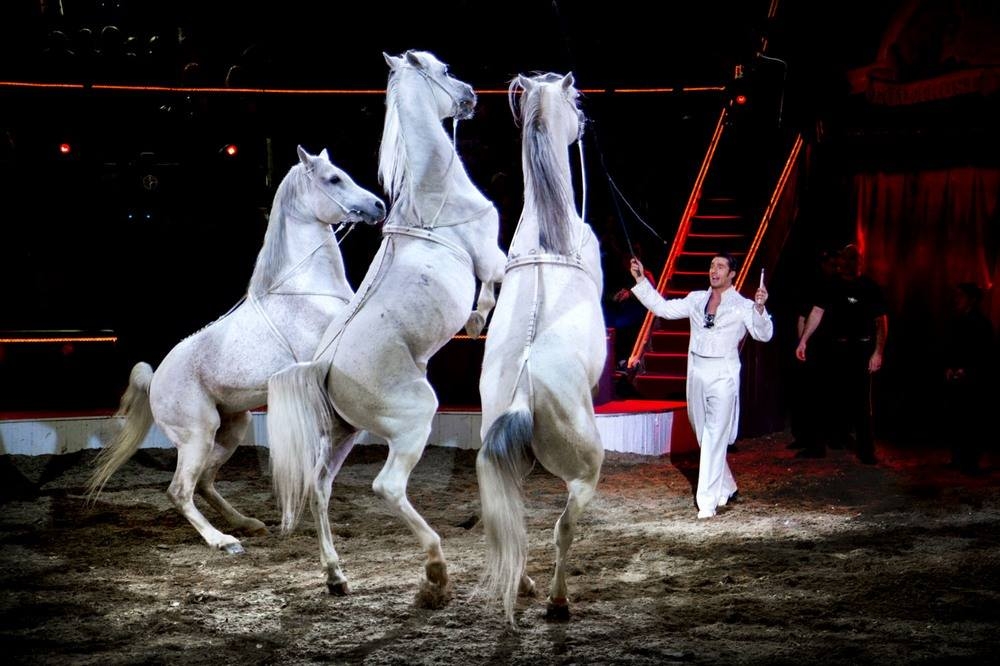 Jövő héten Budapesten randevúzik a nemzetközi cirkuszvilág