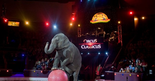 Megszépül és a Nyugatihoz költözik a Fővárosi Nagycirkusz